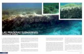 Las praderas submarinas: un ecosistema en peligro