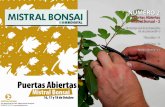 mistral bonsai2