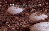 Hibernació i reproducció de Testudo hermanni
