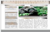 Gorila- peligro de extinción