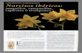 Narcisos Ibericos