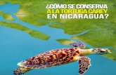 Cómo se conserva la tortuga carey en Nicaragua