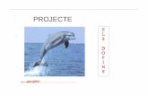 Projecte dels dofins