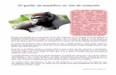 El gorila: un mamífero en vías de extinción