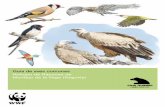 Guía de aves comunes - Montejo de la Vega (Segovia) 2008
