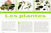 Les plantes mes preuades / Dolors Palau