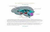 El cerebro y sus partes