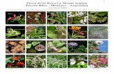 Flora de Monte Seguín, Puerto Rico - Misiones - Argentina