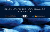 El cultivo de Arándanos en Chile