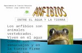 Los Amfibios - JJ