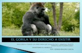 El Gorila en su habitat