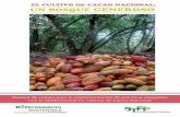El cultivo de cacao nacional. Un bosque generoso.