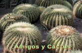 Amigos y Cactus