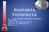 Anatomia coronaria