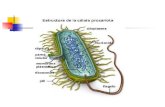 Estructura Microbiana i[1].