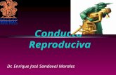 Conducta Reproductiva