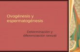 Ovogénesis y Espermatogénesis,Diferenciación Sexual