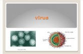 4.Virus Infecciones Virales