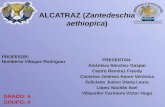 ALCATRAZ (Zantedeschia Aethiopica)