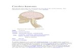 Cerebro humano.docx