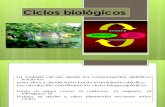 Clase 4. Ciclos Biológicos