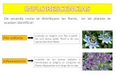 Inflorescencia (1)