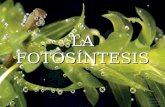 Clases Fotosintesis