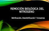 REMOCIÓN BIOLÓGICA DEL NITRÓGENO - copia.pptx