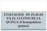 EVALUACIÓN-cultivo de Quinua Grupo