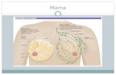 Patologia de Las Mamas