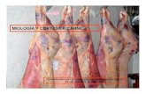 Miología-Cortes de Carne