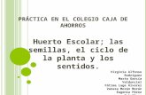 PRÁCTICA EN EL COLEGIO CAJA DE AHORROS Huerto Escolar; las semillas, el ciclo de la planta y los sentidos. Virginia Alfonso Rodríguez Marta García Valdunciel.