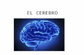 EL CEREBRO. Características del cerebro Está contenido dentro de la cavidad craneana, la cual delimita su crecimiento, haciendo que la superficie de unos.