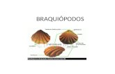 BRAQUIÓPODOS. Los braquiópodos son animales marinos del cuerpo no segmentado y alojado en una concha provista de dos valvas (una braquial y la otra peduncular),