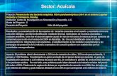 Derechos Reservados CONACYT 2003 Sector: Acuícola Proyecto: Presencia de una bacteria toxigénica Vibrio parahaemolyticus (nh+) en el sistema Lagunar Huizache.