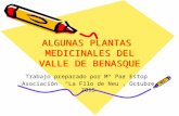 ALGUNAS PLANTAS MEDICINALES DEL VALLE DE BENASQUE Trabajo preparado por Mª Paz Estop Asociación “La Fllo de Neu”, Octubre 2015.