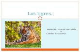 NOMBRE: TOMÁS ESPINOZA M. CURSO: I MEDIO B. Los tigres.