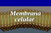 Membrana celular. Fosfolípidos Ac.graso Glicerol Grupo Polar Glicerol Acido graso Cambia de Triglicérido a Fosfolípido