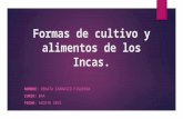 Formas de cultivo y alimentos de los Incas. NOMBRE: RENATA CARRASCO FIGUEROA CURSO: B4A FECHA: AGOSTO 2015.