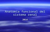 Anatomía funcional del sistema renal 2014. Funciones generales del sistema renal o urinario  Homeostasis del Medio Interno.  Precarga y tensión arterial.