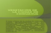 Vegetación de Chihuahua