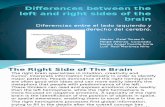 Differences Between the Left and Right Sides Of