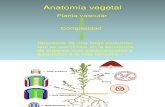 Anatomia Vegetal y descripción