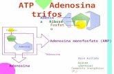 ATP – Adenosina trifosfato Adenina Ribose Adenosina Fosfato Adenosina monofosfato (AMP) Fosfato Ribose Adenina Adenosina Base Azotada Açúcar (pentose)