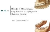 Ana Cristina Antunes Maxila e Mandíbula Arquitetura e topografia alvéolo-dental.