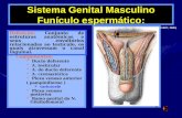 Sistema Genital Masculino Funículo espermático: Componentes: Ducto deferente A. testicular A. do ducto deferente A. cremastérica Plexo venoso anterior.