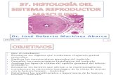 33 Histologia Del Sistema Reproductor Masculino