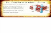 La Membrana plasmática.pptx