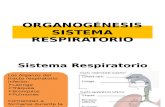 Clase 7 Sistema Respiratorio