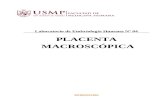 Placenta Macroscópica